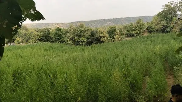 DRI and CBN Destroy Illegal Cannabis Crop Spanning 2.87 Hectares in Maharashtra Wildlife Sanctuary photo 2
