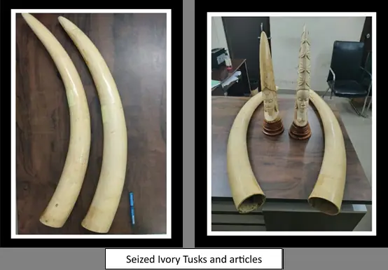 DRI Seizes Ivory, Leopard Skin, Live Pangolin and Tiger Parts in Major Wildlife Trafficking Crackdown; 11 Arrested photo 2