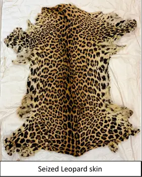 DRI Seizes Ivory, Leopard Skin, Live Pangolin and Tiger Parts in Major Wildlife Trafficking Crackdown; 11 Arrested photo 3