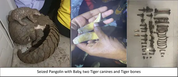 DRI Seizes Ivory, Leopard Skin, Live Pangolin and Tiger Parts in Major Wildlife Trafficking Crackdown; 11 Arrested photo 4
