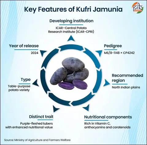 India Bets on Nutrient-Rich Purple Potato to Strengthen Food Security and Farm Innovation photo 2